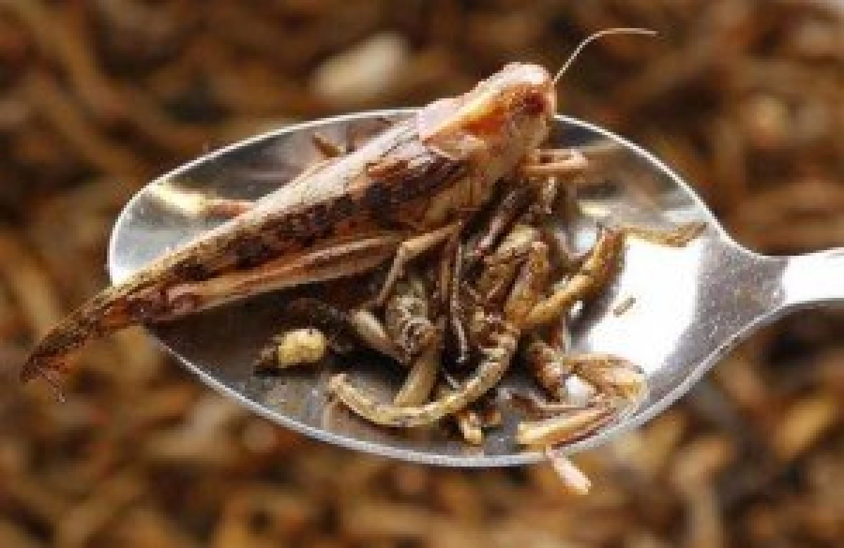 un-says-eat-insects-curb-world-hunger-300x195