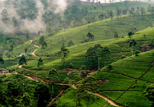 Mon voyage de noces au Sri Lanka