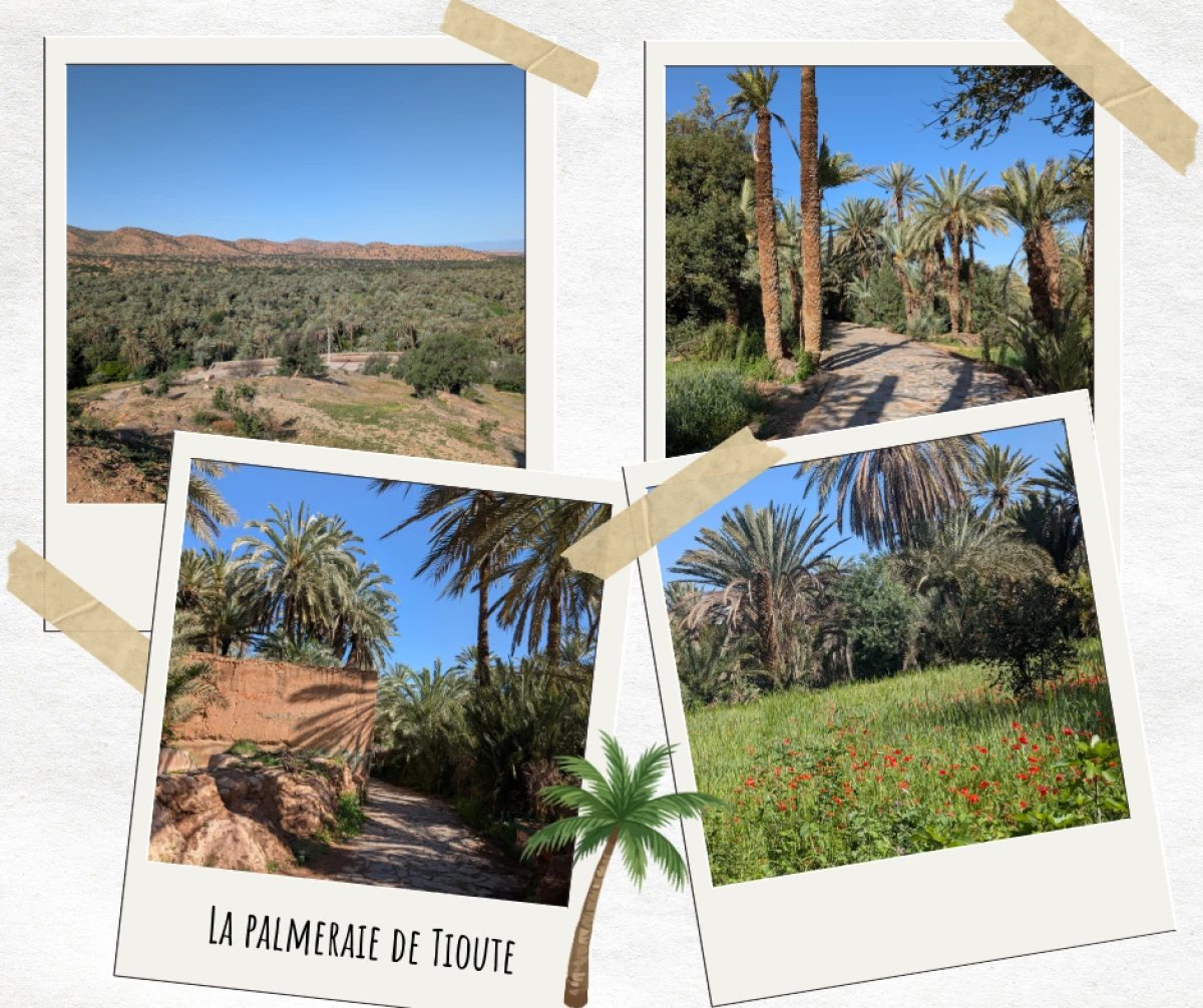 La palmeraie de tioute