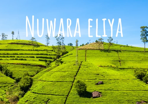 Nuwara Eliya : L'étape indispensable pour le fameux trajet en train !