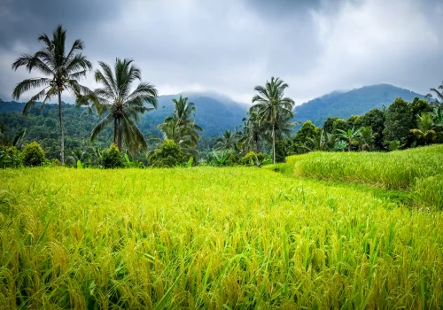 Guide de survie à Bali : Conseils de santé et de sécurité pour les voyageurs