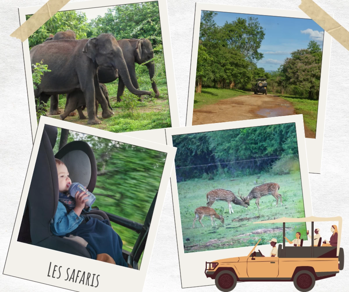 safari udawalawe